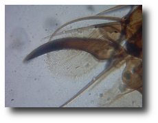 Gwiezdne Wrota - Sekcja Astronomiczna